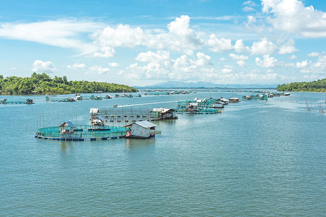 5,000 fish cages to take Philippine milkfish industry to next level -  Hatchery International