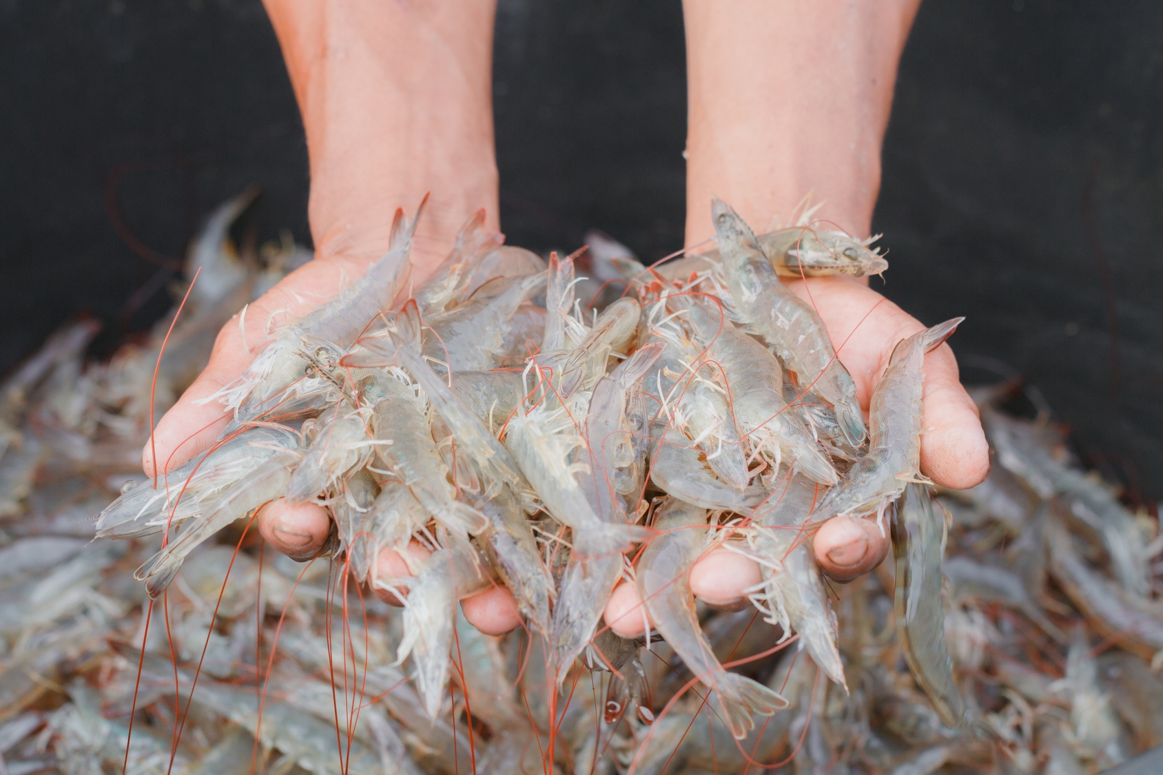 Additional health benefits discovered for shrimp aquaculture - Hatchery International