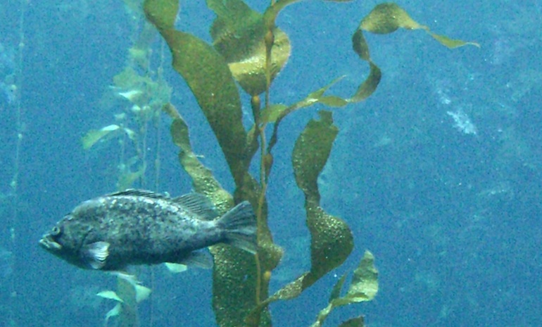 Sugar kelp clearance