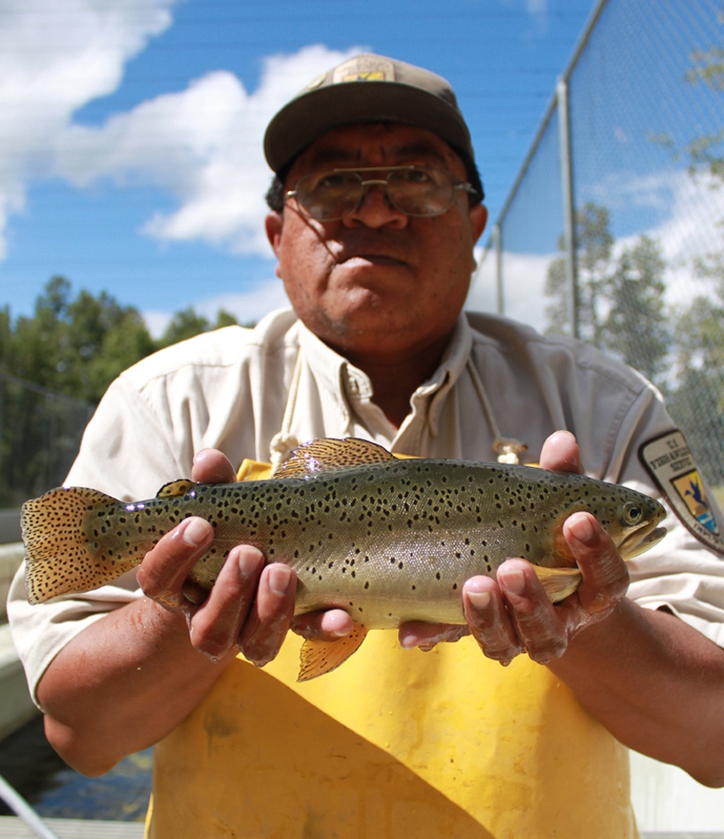 Saving the Apache trout - Hatchery International