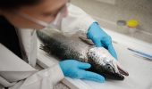 The project consortium hopes to identify early warning signs of CMS in salmon (Credit: Scottish Aquaculture Innovation Centre)