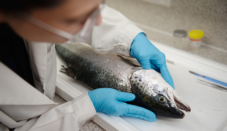 The project consortium hopes to identify early warning signs of CMS in salmon (Credit: Scottish Aquaculture Innovation Centre)