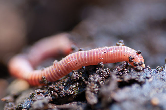 Earthworm provides alternative protein sources in common carp diet