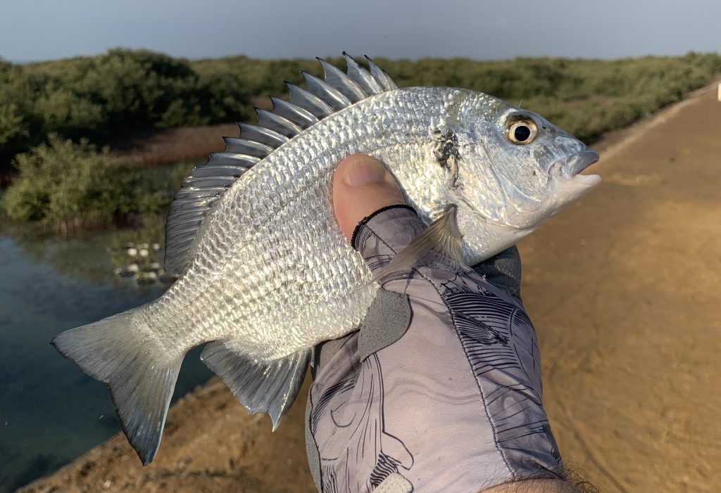 Fisherman discovers new species of sea bream in Red Sea - Hatchery  International