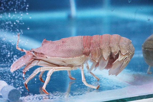 First steps for slipper lobster culture in the Philippines - Hatchery  International