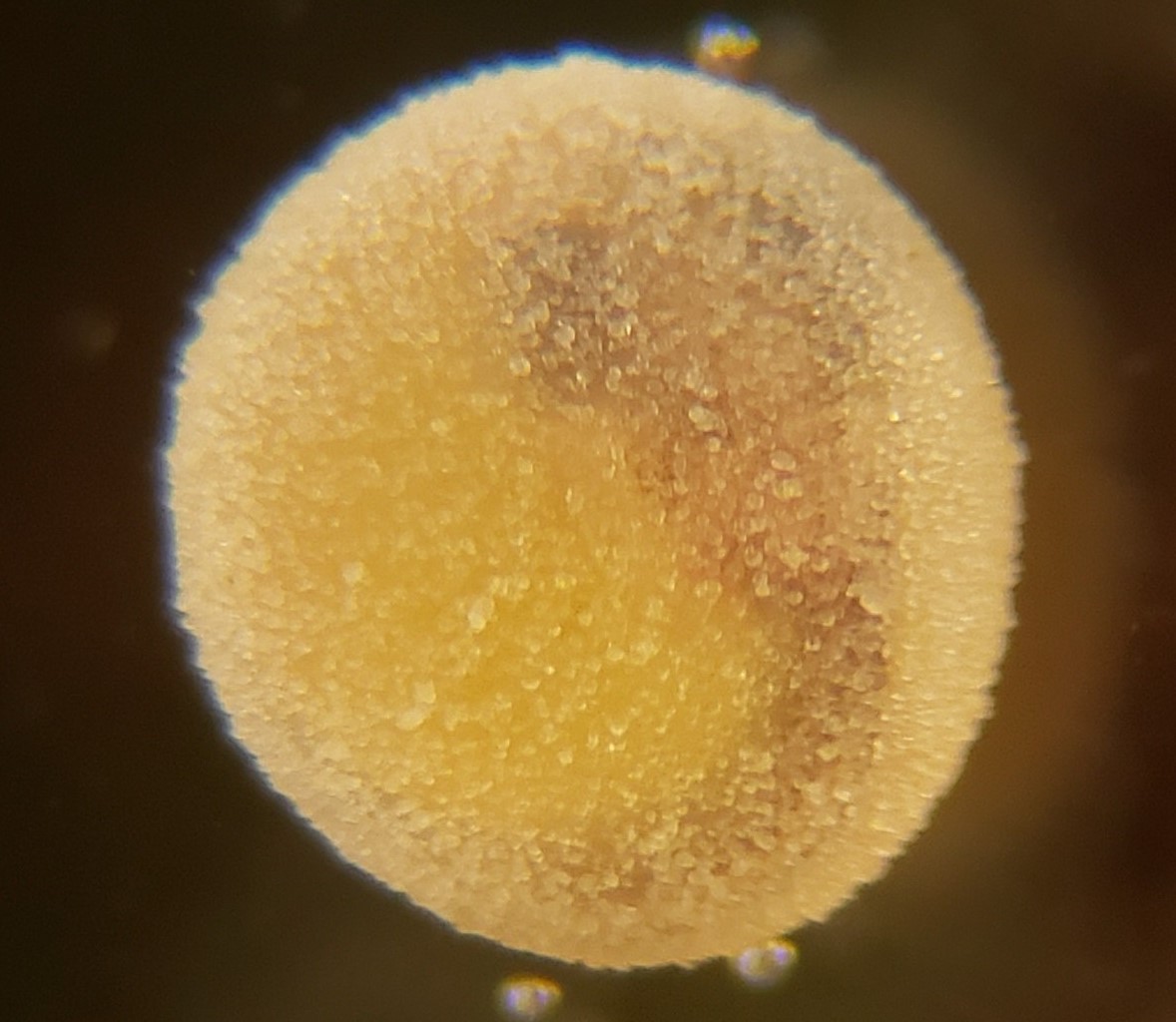 Normal Egg 8C appears to be calc. coated – Cropped