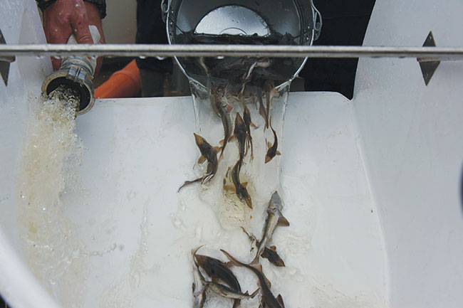 Russian-hatcheries-want-to-take-advantage-from-notorious-bioprotein-Photo-Credit-Glavrybvod