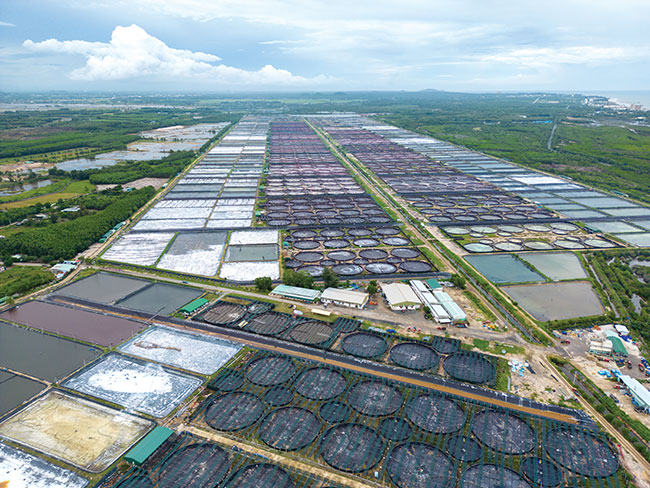 Doctor fish taking care of business - Hatchery International