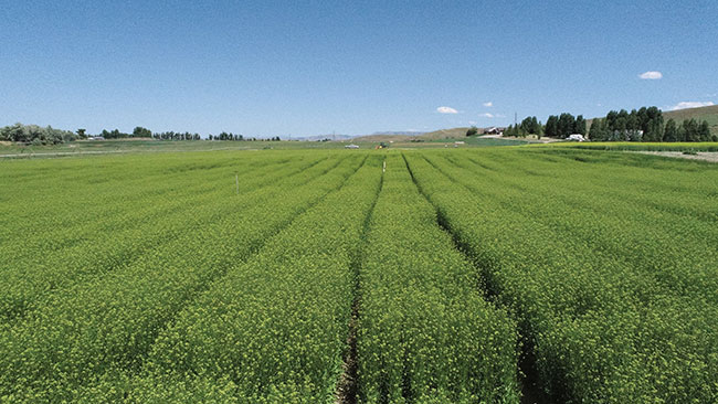 SC_Yield10-Bioscience-Camelina-containing-the-omega3-EPA-trait-growing-at-acre-scale-in-spring-2023