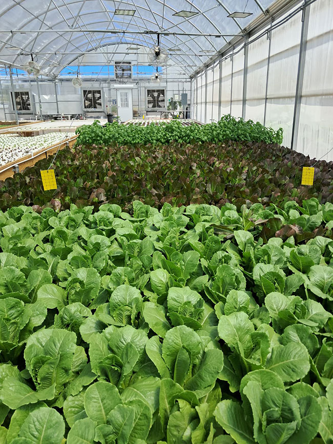 Feed for Thought: One fish’s waste is a plant’s treasure